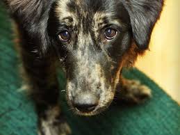 There is quite a range in prices depending on what procedure is recommended by your veterinarian for your dog's knee repair and where you live. Why You Should Neuter Your Male Dog Pethelpful