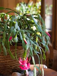 Christmas cactus is a beautiful house plant that's perfect for the holiday season. My Christmas Cactus Is Dropping Leaves Reasons For Christmas Cactus Leaves Dropping Offmy Christmas Cactus Is Dropping Leaves Reasons For Christmas Cactus Leaves Dropping Off