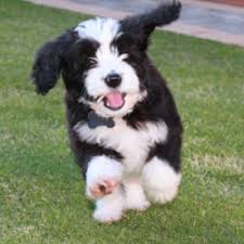 Thank you for taking the time to look at our bordoodle puppies for sale. Doodle Puppy
