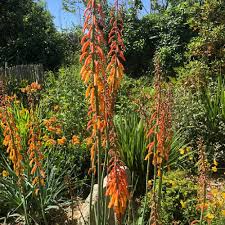 Image result for Kniphofia thomsonii