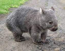 Common Wombat Project Noah Cute Wombat Baby Animals Australia Animals
