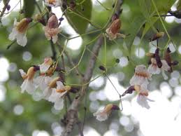 Image result for Rhaptopetalum roseum