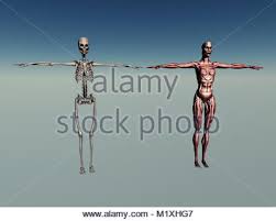 It is an essential organ. Female Anatomy Of Internal Organs With Skeleton Rear And Front Views Stock Photo Alamy