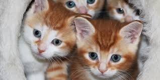 From scots and dialectal northern english, of unclear origin. Best Pet Supplies And Tips For Kittens And Puppies Wired