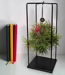 Das heute in bensheim ansässige unternehmen hat kurz vor dem mauerbau erfolgt der umzug von erfurt richtung westen. Tillandsia Magic Ball 1a Zimmerpflanzen Baldur Garten