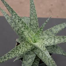 Image result for Aloe wildii