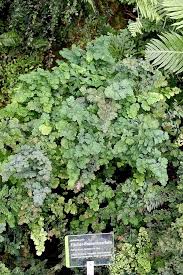 Image result for Adiantaceae