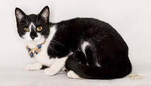 Our cats are rescued from substandard conditions and are in desperate need of loving homes. This Tuxedo Cat Is Up For Adoption In Riverside Press Enterprise
