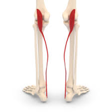 That would be the posterior aspect of the leg and deep to it would be the gastrocnemius and soleus mm. Plantaris Muscle Wikipedia