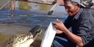 Ijah (32), salah seorang pedagang makanan di kawasan situ rawa cipondoh juga mengungkapkan, mengenai misteri buaya putih atau ular yang di kepalanya mengenakan mustika ini adalah mitos. Kisah Pak Ambo Puluhan Tahun Pelihara Seekor Buaya Dianggap Anak Dan Diberi Nama Riska Halaman All Kompas Com