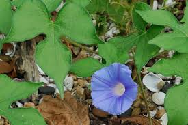Image result for Ipomoea blepharophylla
