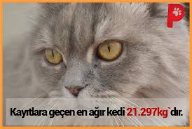 Obezite Kedilerde De Bir Sorun Peki Bugune Kadar Tartilmis En Sisman Kedi Kac Kiloydu Kedi Kedisever Patiaski Kedi Kedi Kopek Kopek