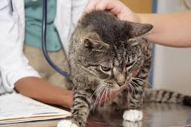 However, there are instances when blood tests can help us diagnose cancer and also help us provide you with the most information about your dog's or cat's condition. Pin By Cat Adoption On Great Info About Cats Cancer In Cats Cat Diseases Pet Cancer