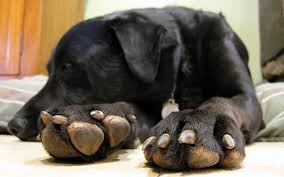 His height and paw size often determine the nail length. How Often Should I Trim My Dog S Nails The Dog People By Rover Com