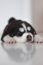 Black And White Siberian Husky Puppy Photo Free Puppy Image On Unsplash
