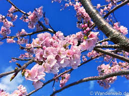 Die zwittrige, radiärsymmetrische, fünfzählige blüte besitzt ein doppeltes perianth. Tipps Der Kirschbluten Kalender 2021 Vorhersage Fur Die Schonsten Platze In Japan Wanderweib