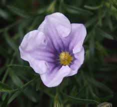 Image result for Nierembergia hippomanica