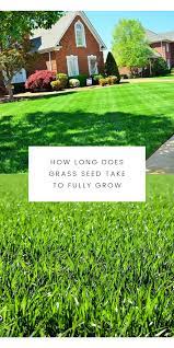 How Long Does Grass Seed Take To Fully Grow Grass Seed Healthy Grass Lawn Care Tips