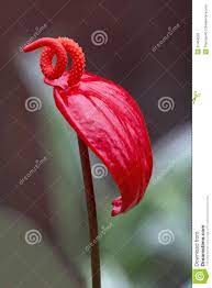 Anthurium Blossom Anthurium Anthurium Flower Red Flowers