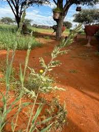 Image result for Schmidtia kalahariensis