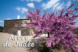 Un arbre présentant un ou plusieurs de ces critères pourra être dit remarquable, cependant cette appréciation laisse aussi une place à la subjectivité. Arbre De Judee En Provence Provence 7