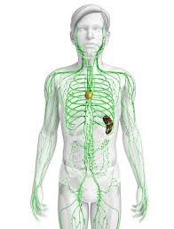 6 Step Plan To De Congest The Lymphatic System John Douillard S Lifespa Lymphatic System Lymphatic System Cleanse Detox Lymphatic System