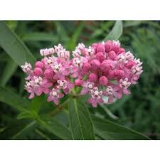 Asclepias Incarnata Asclepias Incarnata Asclepias Milkweed