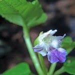 Image result for Torenia thouarsii