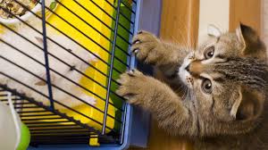 Untuk kucing besar yang tumbuh terlambat, ada sedikit penundaan dalam transisi ke pola makan orang dewasa. Rekomendasi Makanan Kucing Maine Coon Agar Kucing Sehat