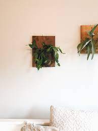 Christmas cactus have species that show so many different characteristics that care for each if you want your flower to continue to grow and spread in another pot, you can replicate it. Mounted Christmas Cactus Christmas Cactus Decor Floating Shelves