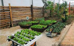 Memanfaatkan lahan sempit di samping rumah. Berkebun Di Lahan Sempit Sekitar Rumah Coba Trik Ini