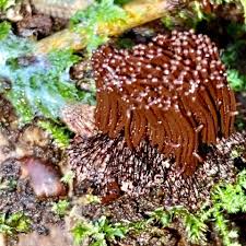 Image result for Stemonitis splendens