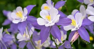 Sow successively over the summer in pots and thin and transplant seedlings as they grow — or keep them in their containers. Columbine Flowers Growing Planting And Caring For Aquilegia Plants
