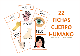 Cuerpo humano. Fichas y tarjetas para imprimir. - Aprendiendo con Julia
