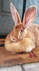 Flemish giant rabbit breed info. The Recorder Wouldn T You Love Some Bunny To Love