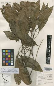 Image result for Glenniea