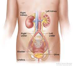 Reverse the damage of kidney failure with herbs naturally! Vesicoureteral Reflux Vur Niddk