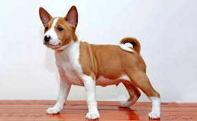 See full list on pawleaks.com Basenji Unique Dog Breed Information On The Bark Less Dog Petmoo