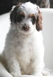 Available puppies from the crockett doodles network. Bernedoodle Puppies For Sale