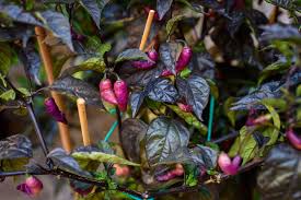 It also provides vital nutrients to supplement your regular fertilizer. Epsom Salt And Peppers Garden Eco