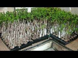 Check out our hibiscus cuttings selection for the very best in unique or custom, handmade pieces from our товары для рукоделия shops. Pin On Grow Roses