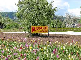 We did not find results for: Freudenstadt Bezahlte Blumen Bringen Freu N De Freudenstadt Umgebung Schwarzwalder Bote