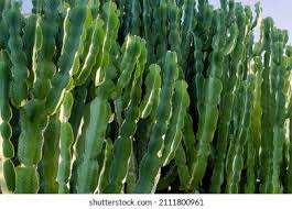 Image result for Euphorbia candelabrum