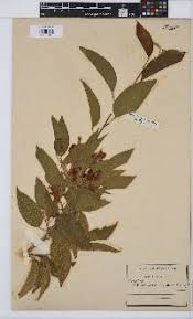 Image result for Baphia massaiensis