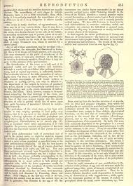 Cepa, san salvador, el salvador. Page Encyclopaedia Britannica Ninth Edition V 20 Djvu 433 Wikisource The Free Online Library