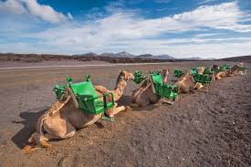 Camel saddles, the art of saddling a camel by doug baum. Meet The Camels Of The Canary Islands