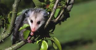 The cats just sit and watch the opossum from about 3 feet away and don't do anything to protect their food. What Do Possums Eat Can You Feed Baby Possums