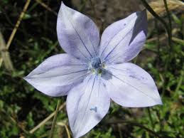 Image result for Wahlenbergia krebsii