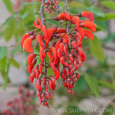 Image result for Erythrina falcata