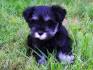 Smith Schnauzers – Smith Schnauzers, Miniature Schnauzers ...